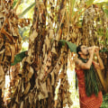 The Spiritual and Religious Beliefs Embedded in Traditional Hawaiian Architecture